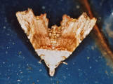 Trogocraspis durbanica